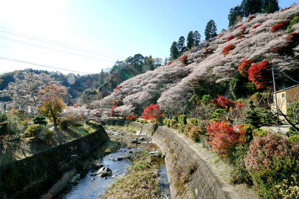 shikizakura obara cherry blossom